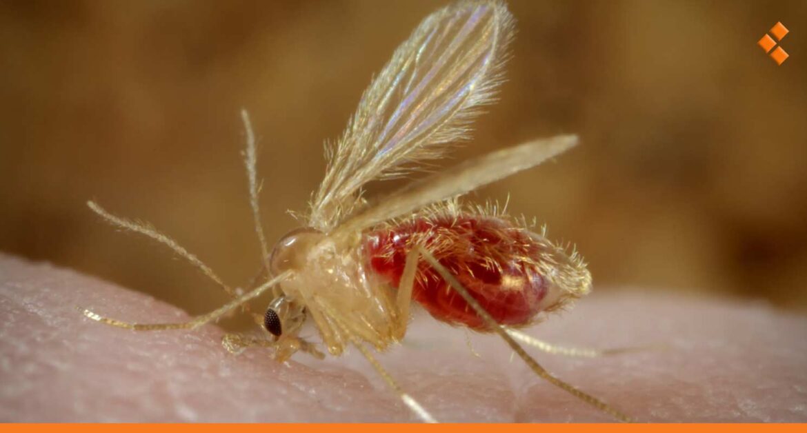 تسجيل 1500 إصابة لاشمانيا خلال شهر في حماة