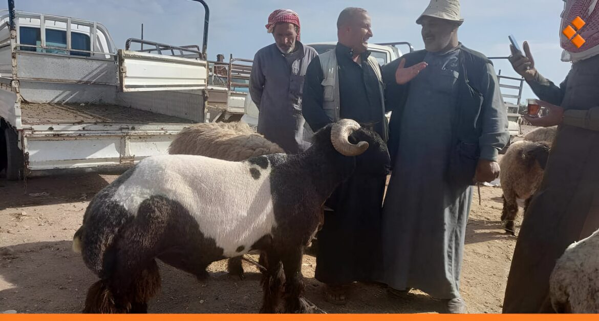 أسعار المواشي ترتفع بالرقة.. كبش بأكثر من 50 مليون ل.س