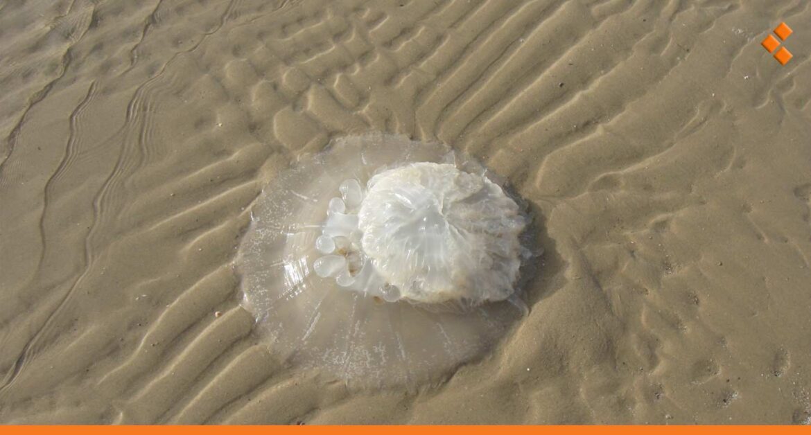 بدء ظهور قناديل البحر على الشواطئ السورية.. خبير بيولوجي بحري يحذر من أحد الأنواع