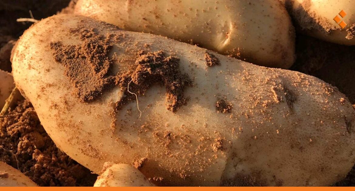 عضو لجنة سوق الهال بدمشق لـ"أثر": انخفاض أسعار البطاطا لـ 6500 ل.س
