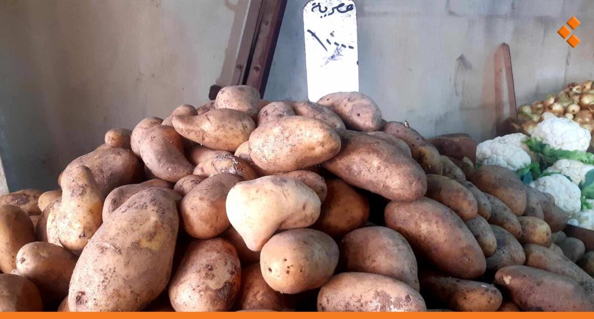 حماة.. توقعات بانخفاض أسعار البطاطا للنصف الأسبوع المقبل