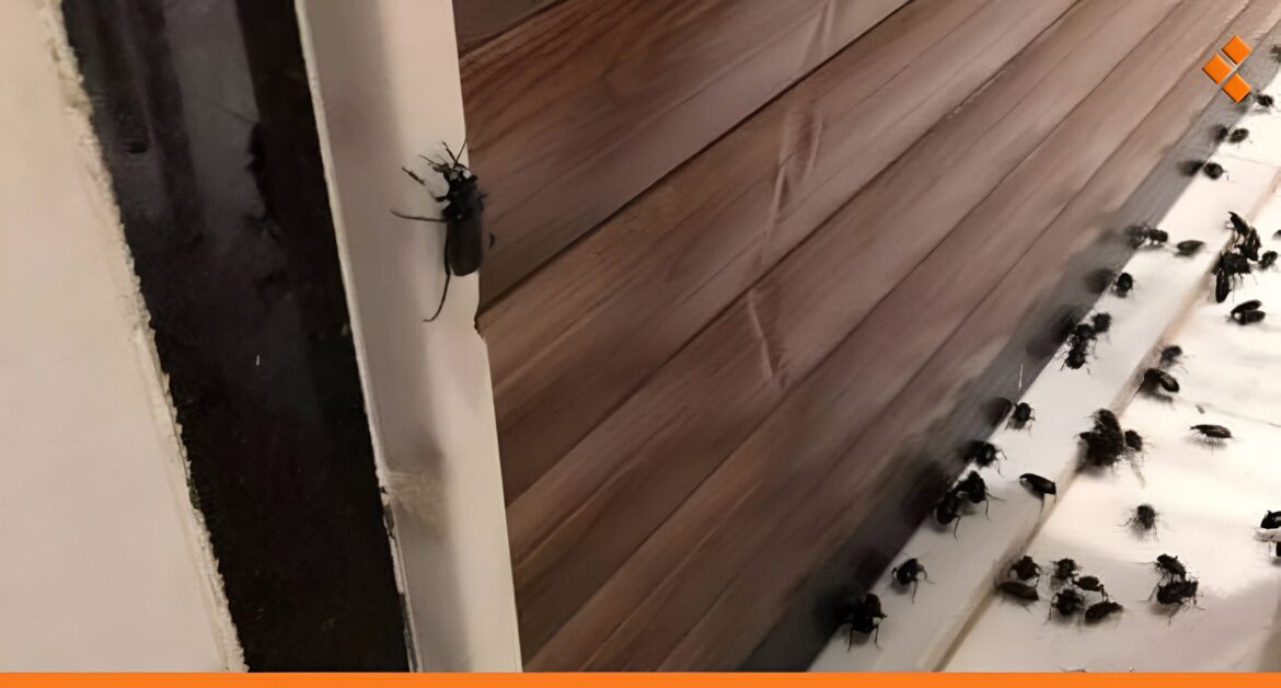 الخنافس تغزو دمشق.. المحافظة: مفيدة لكن سنبدأ برشها اليوم!