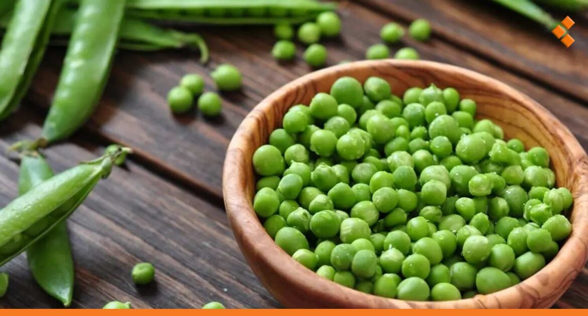 موسم الفول والبازلاء يوفر فرص عمل للسيدات والرجال!