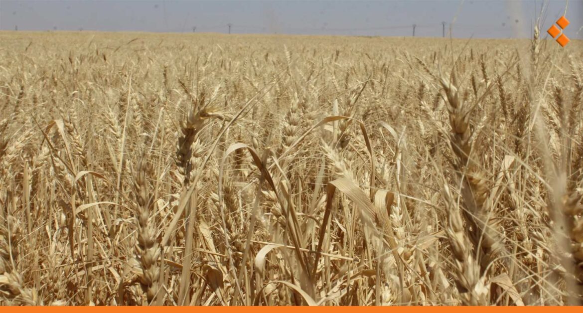 بعد تحديد سعر شراء كيلو القمح بـ 5500.. اتحاد الفلاحين: التسعيرة مربحة