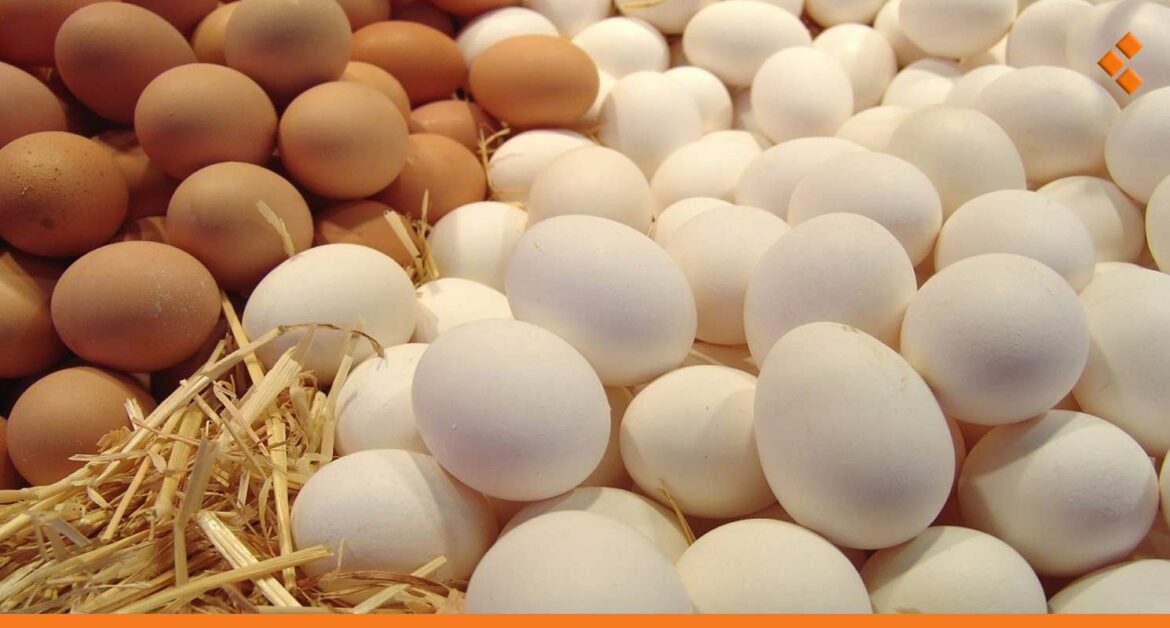  انخفاض سعر البيض بشكل ملحوظ في الأسواق السورية.. ما الأسباب وراء ذلك؟