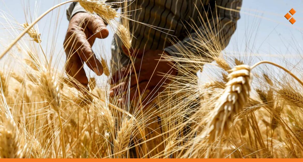 وزير الزراعة: محصول القمح جيد جداً وهناك تسعيرة جديدة ستصدر وستكون مجزية للفلاحين