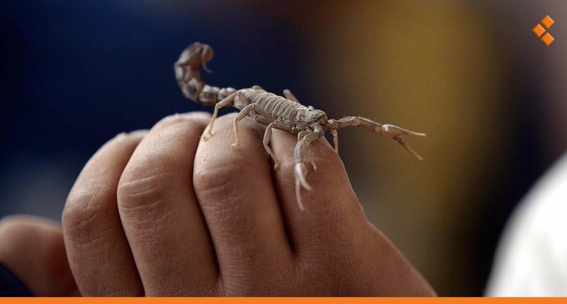 مع ارتفاع درجات الحرارة.. 7 إصابات بلدغات عقارب في ريف دمشق