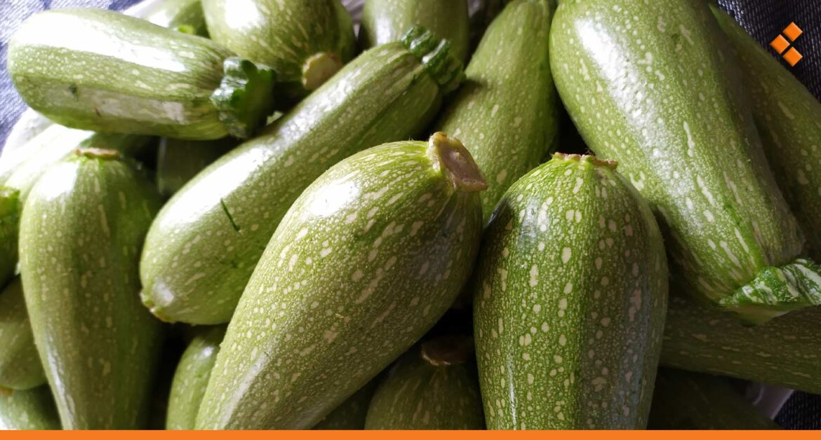 أسواق دمشق.. الكوسا تسجل أسعاراً قياسية في نهاية موسمها