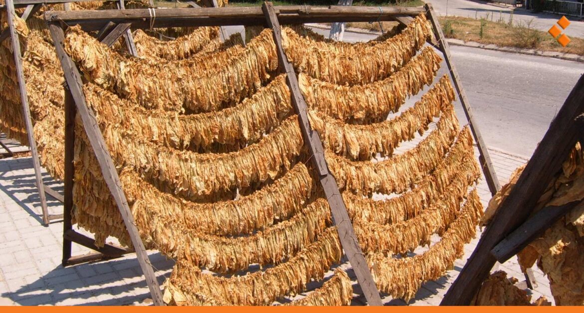 "كيف سنتمسّك بأرضنا".. مزارعو التبغ في الساحل السوري غير راضين عن تسعيرته