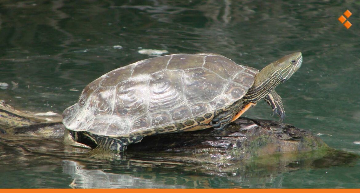 نشر أول توثيق علمي لأنواع السلاحف في سوريا.. خبير لـ"أثر": أغلبها مهدد بالانقراض