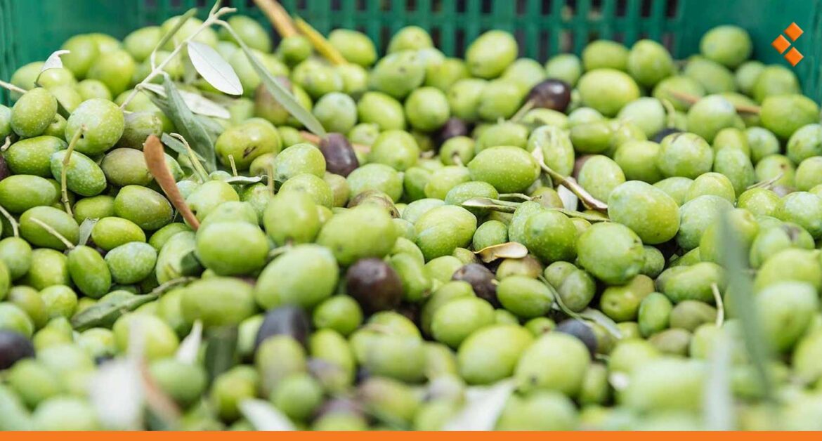 اتحاد فلاحي اللاذقية يدعو لتأجيل قطف الزيتون 10 أيام