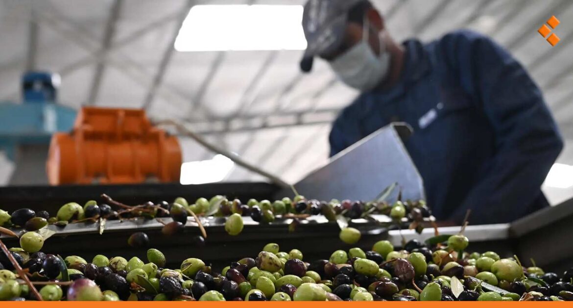 مزارعو اللاذقية يبدؤون بعصر زيتونهم بعد 8 أيام