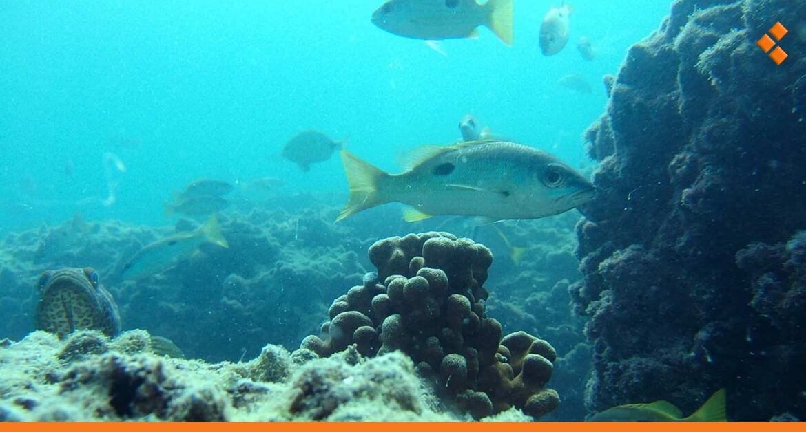 "زيادة الأسماك الغريبة في سوريا".. ظهور أولى مؤشرات تأثير احترار مياه البحر المتوسط