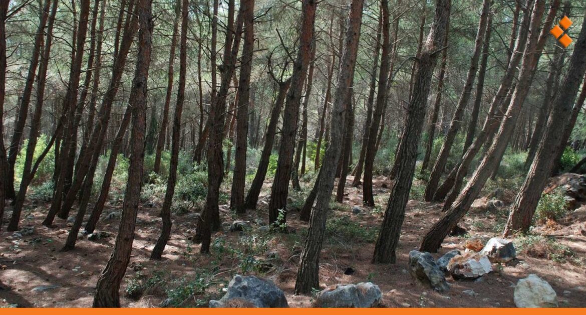 انخفاض التعديات الحراجية في سوريا.. "الزراعة" تحدد نوع الحطب المسموح بيعه