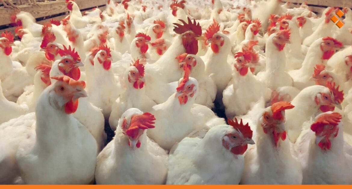 مصدر بوزارة الزراعة يوضح لـ"أثر" حقيقة انتشار مرض التهاب الكبد بين الدواجن