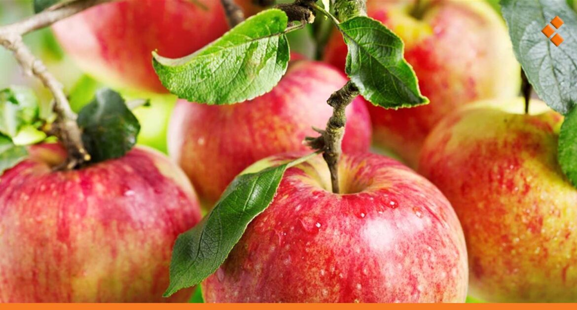 العوامل المناخية تخفّض إنتاج اللاذقية من التفاح 2000 طن "مبدئياً"