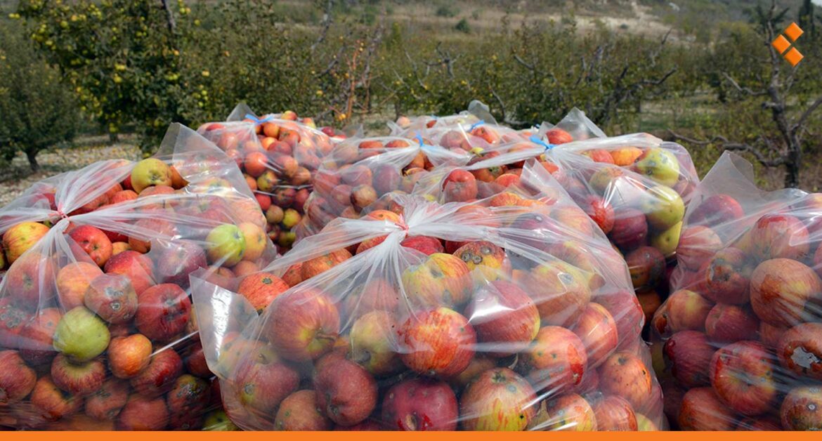 بعد انتهاء موسمه في الحفة.. السورية للتجارة تبدأ باستجرار محصول التفاح في اللاذقية