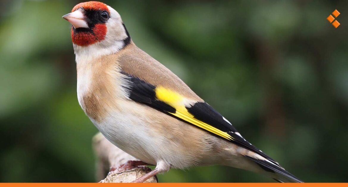 بعدما كانت أعداده بالملايين.. أين اختفى طائر "الحسون"؟