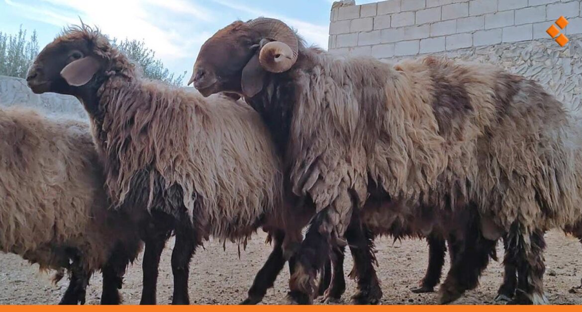 مزاد خروف "الحراكي" يشعل أسواق المواشي من جديد.. كم أصبح سعره؟