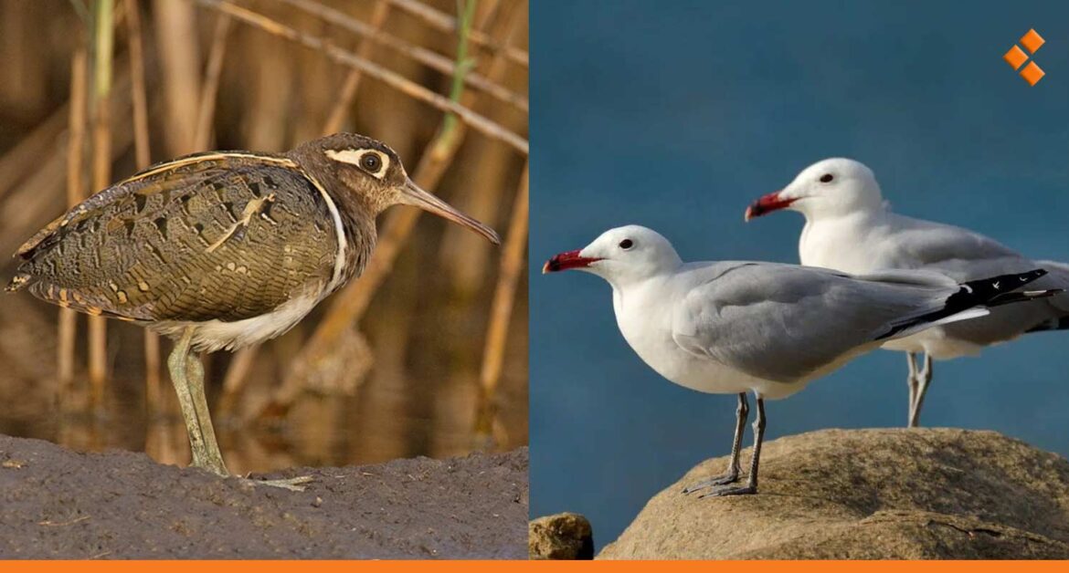 توثيق نوعين جديدين من الطيور في سوريا