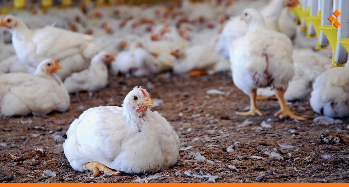 تجهيز المداجن للشتاء.. تحديد مخصصات المازوت لكل طير والاستلام عبر "رسالة"