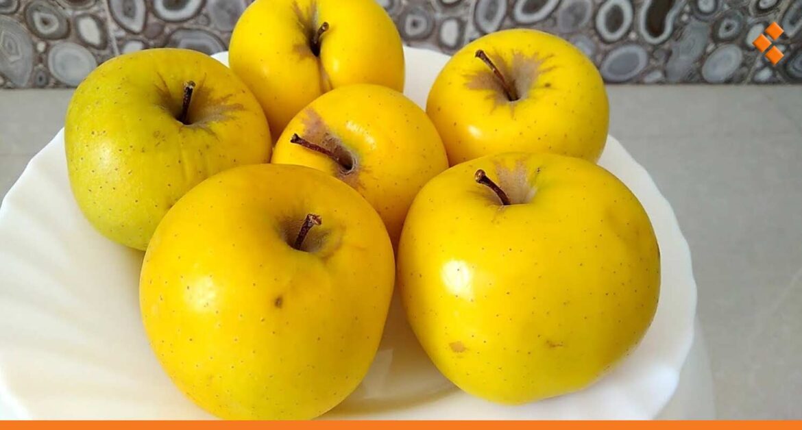 انخفاض إنتاج حمص من التفاح نحو النصف تقريباً