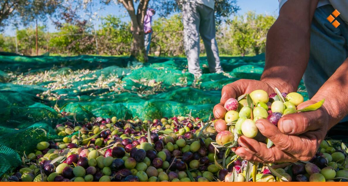 القطفة "المدللة" تسبق موعد قطاف الزيتون بمونة إسعافية