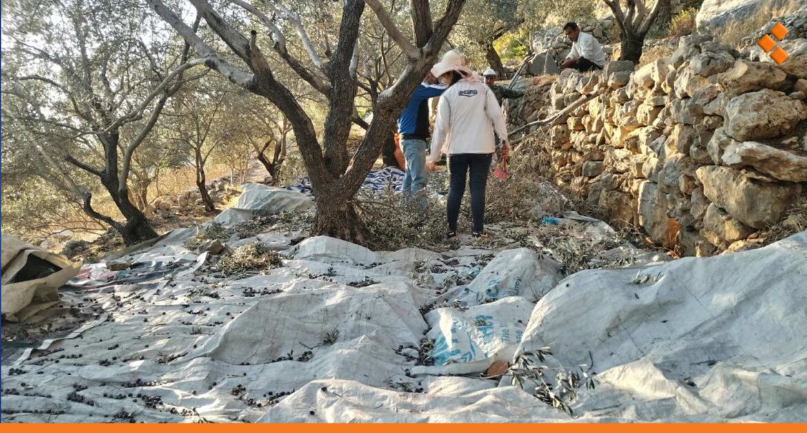 لارتفاع أجور القطاف.. أصحاب أراضي زيتون في ريف دمشق يختارون "تضمينها"