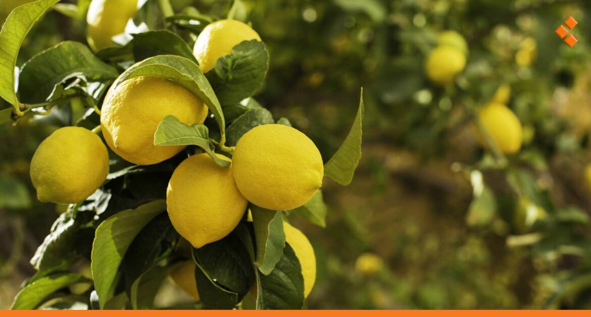 منخفضاً عن العام السابق.. 688 ألف طن إنتاج سوريا من الحمضيات