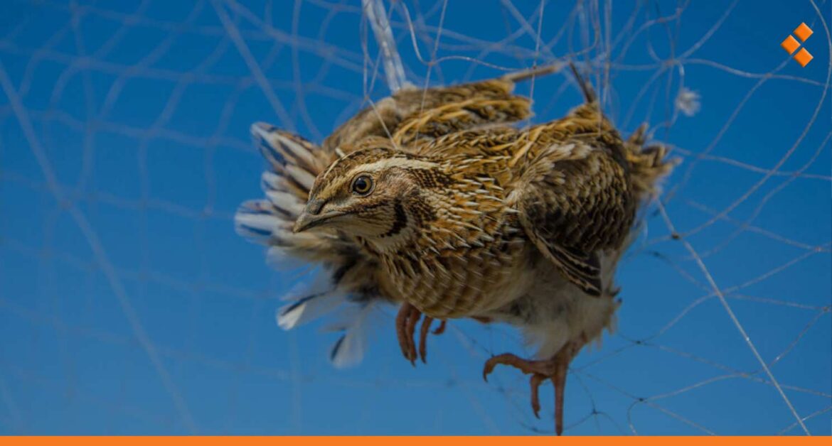 المنافسة على لقب "ملك الصيد" بدأت.. مصدر بوزارة الزراعة لـ"أثر": تمديد منع الصيد عاماً آخراً