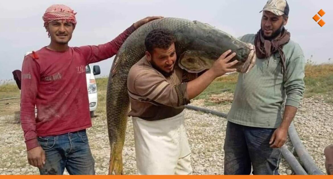 تزن نحو 82 كغ.. صيد سمكة عملاقة في نهر الفرات (فيديو)