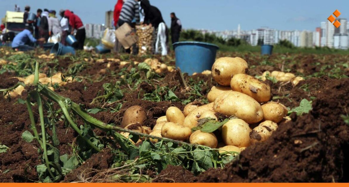 تسببا بأضرار للمزارعين السوريين.. البطاطا والثوم المهربان من تركيا يغزوان أسواق دمشق