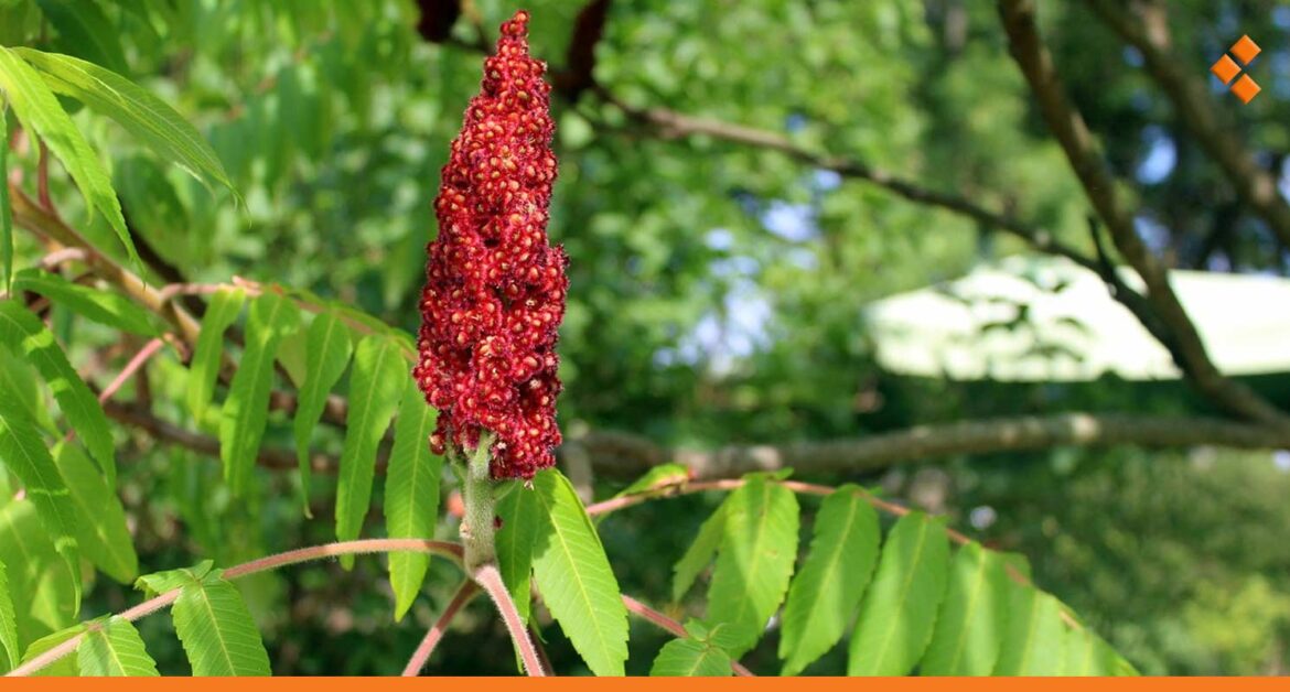 سعر الكيلو يبدأ من 30 ألف.. بدء موسم حصاد السماق في القلمون