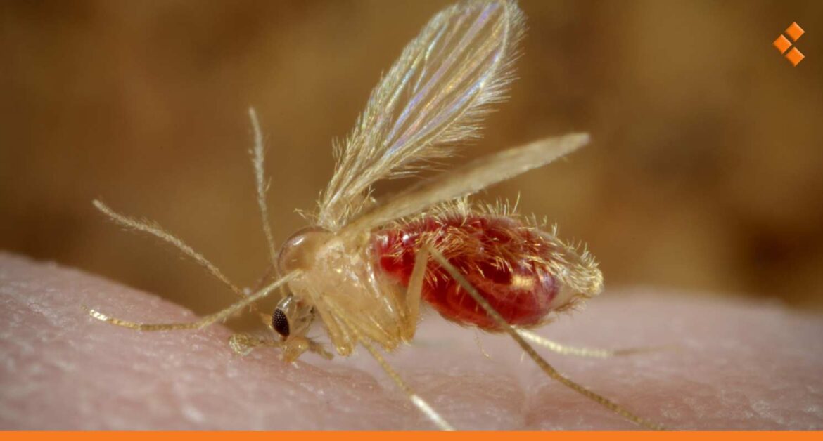 ارتفاع المؤشر الوبائي في درعا.. حالتا وفاة و21 إصابة بـ"اللاشمانيا"