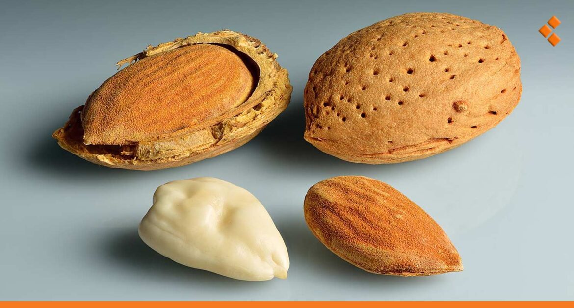 "يخزّن قشره للتدفئة".. كيلو اللوز يبدأ من 90 ألف ل.س بأسواق دمشق