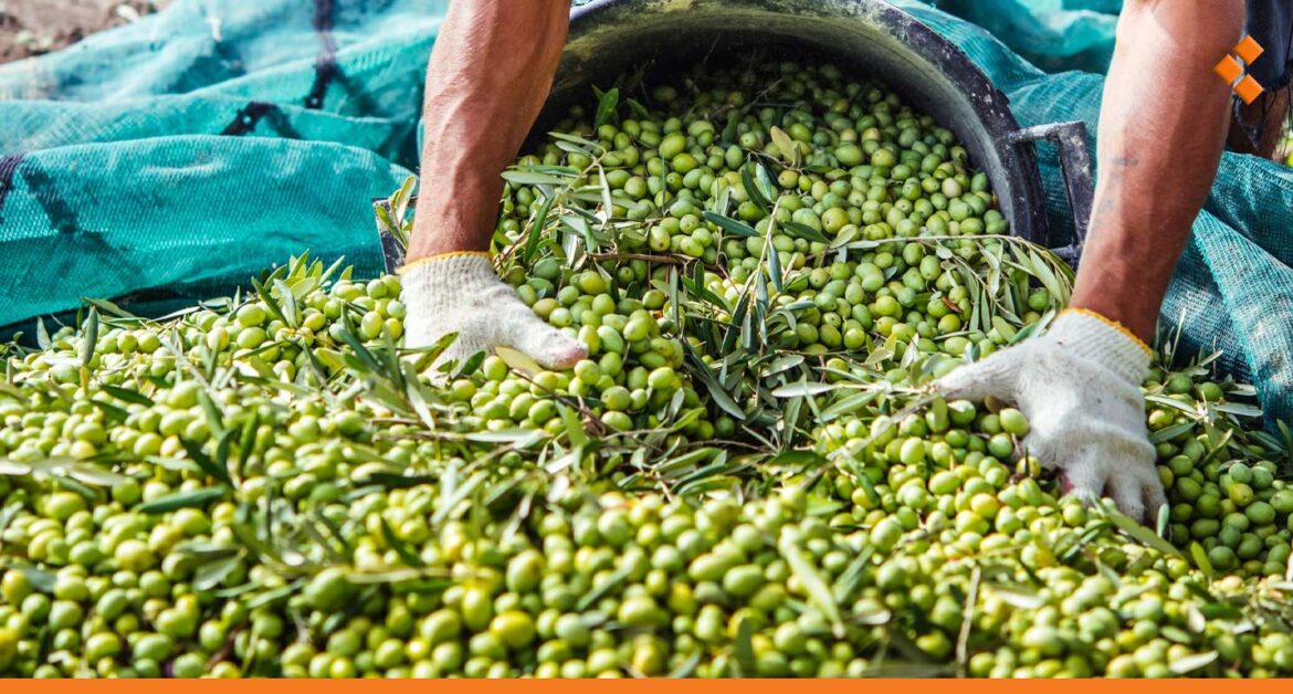 حماة الأولى في إنتاج الزيتون على مستوى سوريا