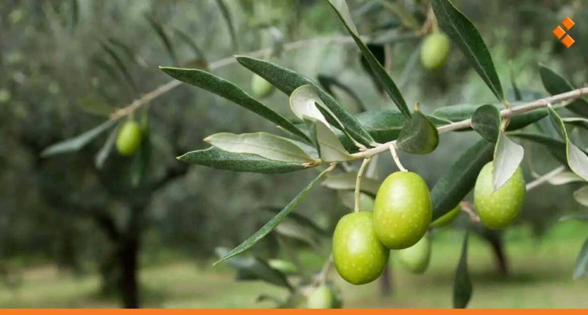 بزيادة قدرها 6%.. إنتاج الزيتون يتحسن عن العام الفائت في سوريا