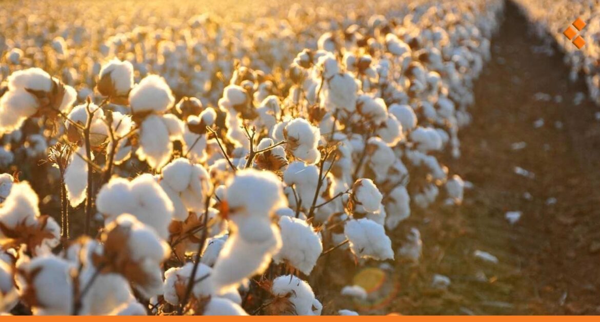 رغم أن مساحة القطن في سوريا هذا العام أكبر من 2023.. الزراعة: الإنتاج لا يكفي ولن نصدره