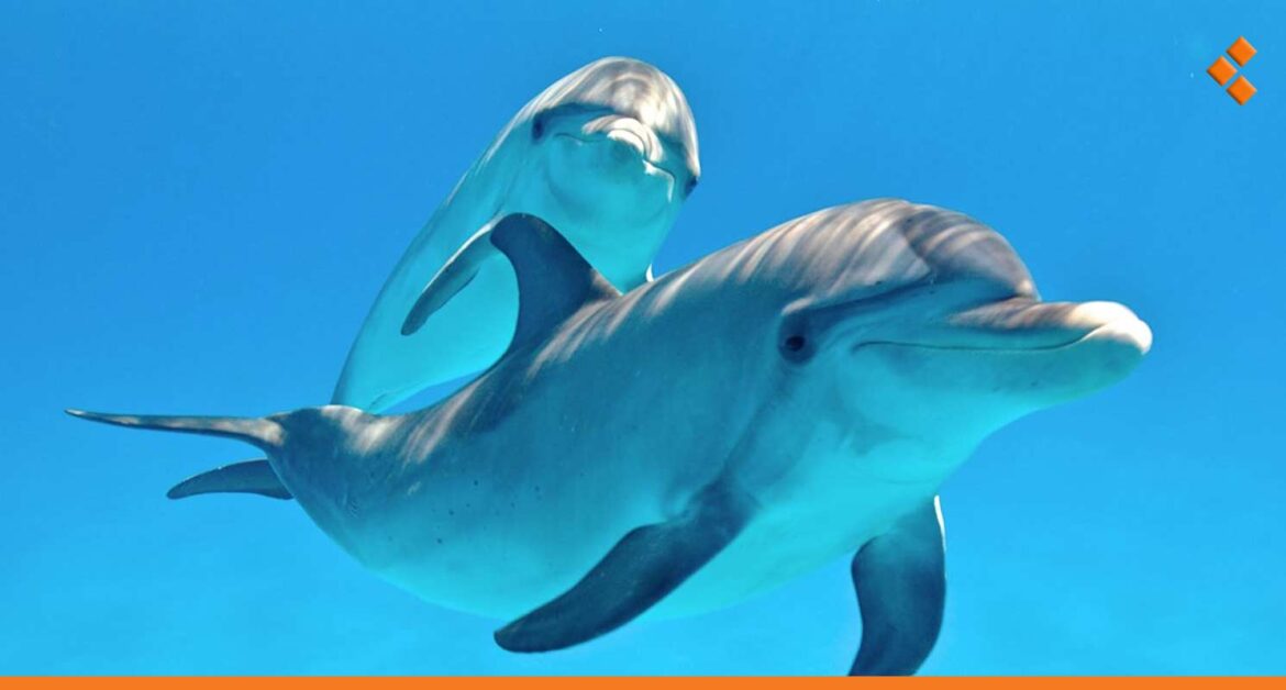 العثور على دلفين جانح على شاطئ اللاذقية.. خبير يوضح السبب