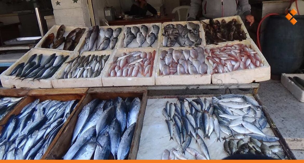 بـ 30 ألف ل.س .. "السمك الطياري" يغزو سوق سمك جبلة والإقبال خجول