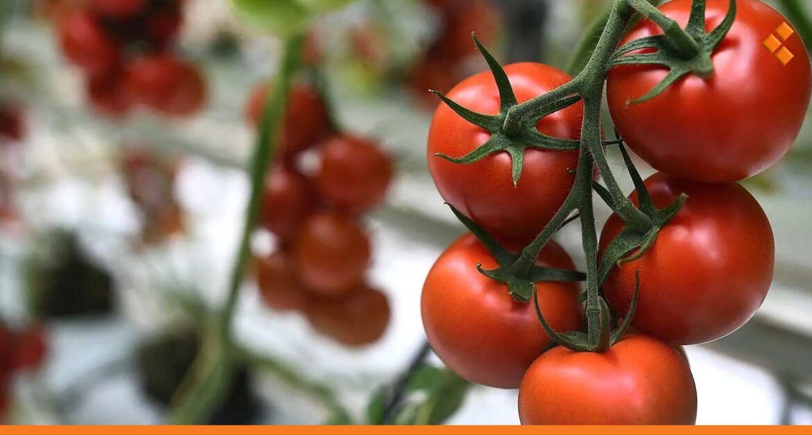 العقاد: وجود فائض من البندورة بسبب توقف نصف معامل الكونسروة لنقص الوقود