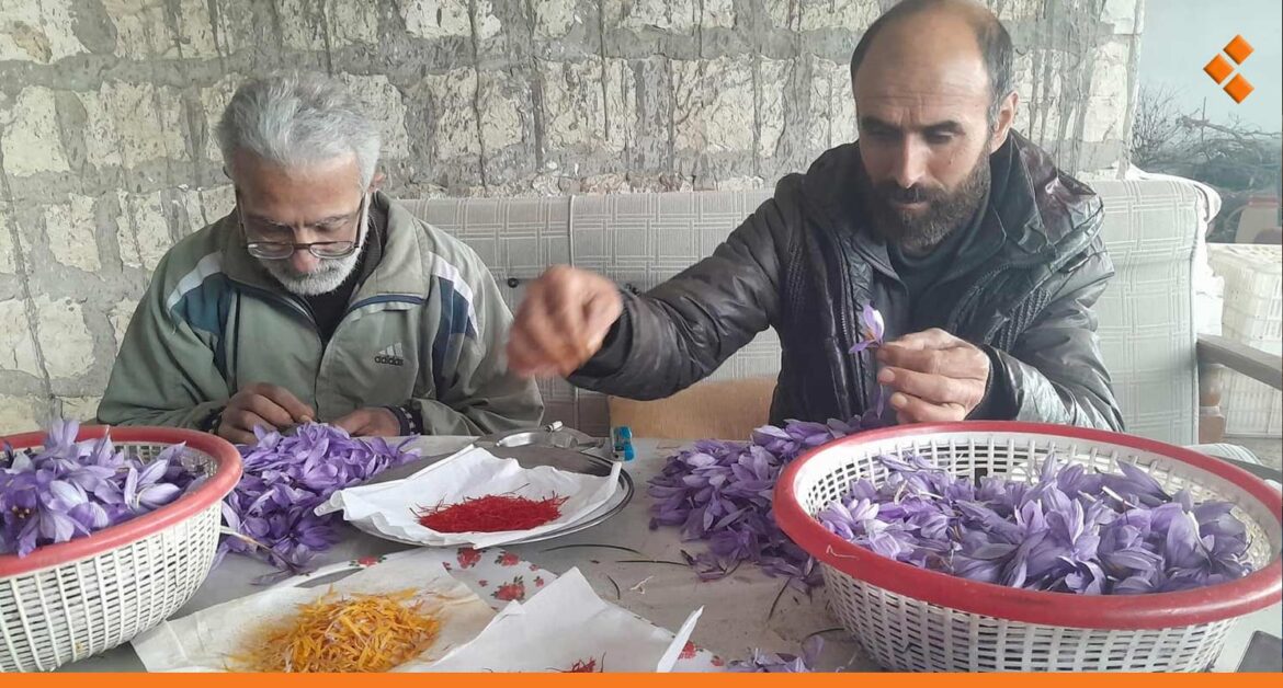 ‏للمرة الأولى.. بدء جني محصول الزعفران في طرطوس بعد نجاح زراعته