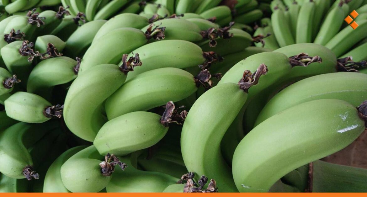 آفات مرضية تضرب موز الساحل السوري بسبب شتول دخلت سوريا "بشكل غير نظامي"