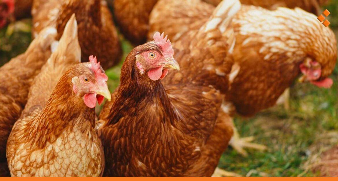 طرطوس: حالات نفوق بقطعان الدجاج بسبب التهاب الكبد.. هل ينتقل للإنسان؟