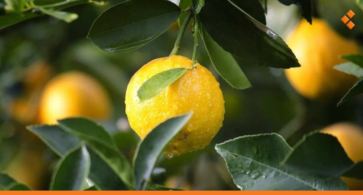 جراء انخفاض إنتاج الحمضيات في سوريا 18%.. محاولات لإنشاء "بساتين حديثة"