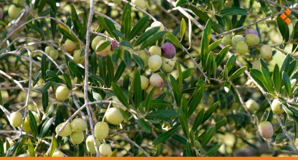 ذبابة الزيتون ستخفض أسعار الزيت في ريف دمشق.. ما القصة؟