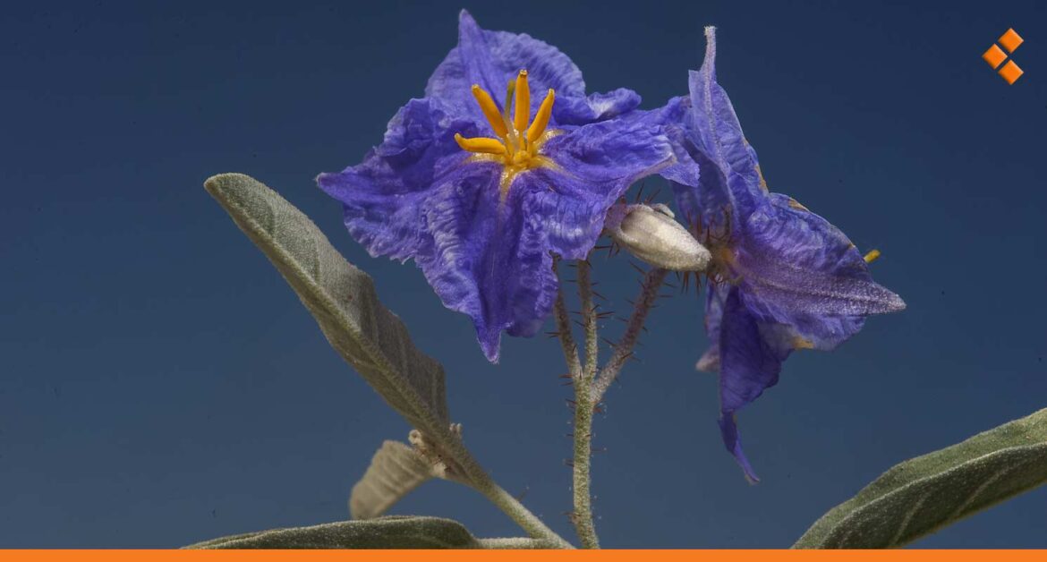 ضيف ثقيل على الأراضي الزراعية في سوريا.. "الباذنجان البري" يهدد المحاصيل