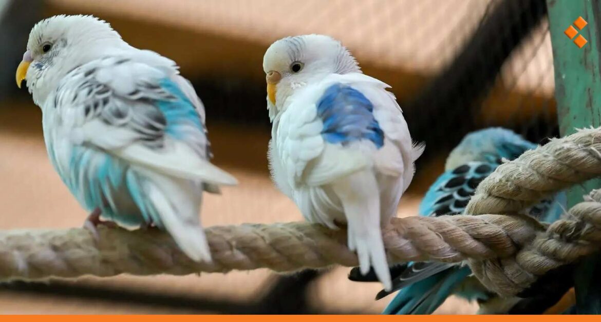 بأسعار تتراوح بين 20 ألف ومليون ونصف.. تجارة الطيور تعاود نشاطها في سوريا