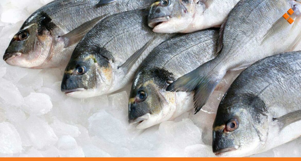 تتراوح بين 35 – 100 ألف.. استقرار في أسعار السمك قبيل رمضان