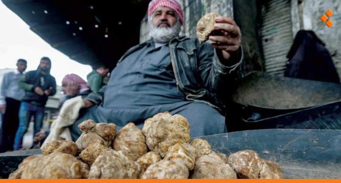 سعر الكيلو إن وجد يصل لـ 300 ألف.. الكمأة تغيب عن أسواق دمشق هذا العام